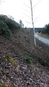 Oftmals kerngesunde Bäume und Sträucher werden entlang von Straßen rigoros beseitigt Bild © VLAB