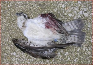 Toter Fischadler unter einem Windrad in Spanien © Luis Miguel Garrido 