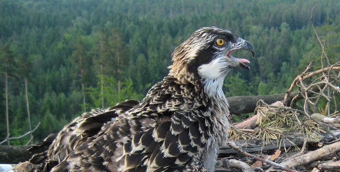 Bald kehrt der Fischadler wieder nach Bayern zurück Bild © VLAB