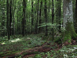 Naturschutzgebiete sind rechtsverbindlich festgesetzte Gebiete, in denen Pflanzen, Tiere und deren Lebensräume einen besonderen Schutz genießen.