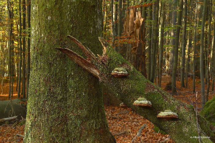 Stehendes, starkes Totholz ist noch immer sehr selten in unseren Wirtschaftswäldern. Bild © Alfred Schiener