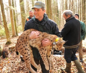 Für oder gegen die Rückkehr der Beutegreifer Luchs, Wolf und Bär? Diese Fragen sollen diskutiert werden Bild © Weingarth