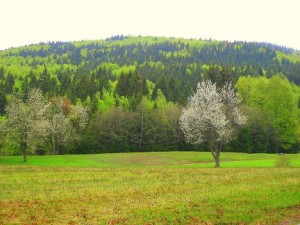 Wälder sichern Biodiversität und Erholung