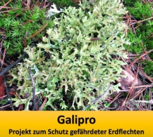 Bild: Isländisch Moos (Cetraria islandica). Die auf dem Boden lebende Flechtenart ist in Deutschland stark gefährdet und in einigen Bundesländern bereits ausgestorben.