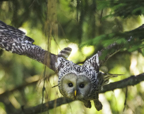 Habichtskauz im Flug