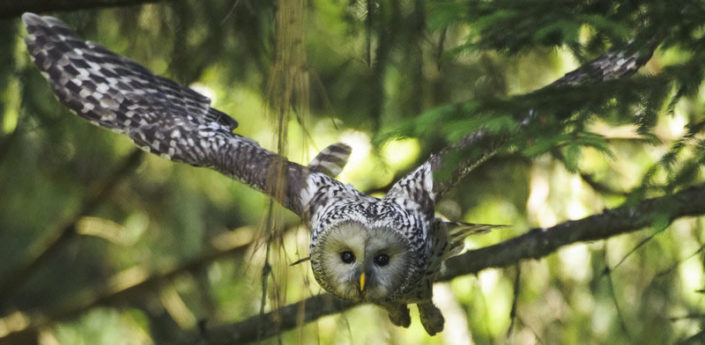 Habichtskauz im Flug