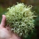 Bandflechte (Ramalina farinacea)