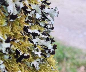 Das Bild zeigt die Verdrehte Schüsselflechte (Parmelia submontana), eine epiphytische Flechtenart, über Moospolstern auf einem Bergahorn (Bild Johannes Bradtka)