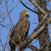 Seeadler im Baum