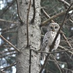 Strix uralensis, Männchen