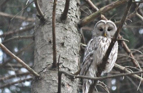 Strix uralensis, Männchen