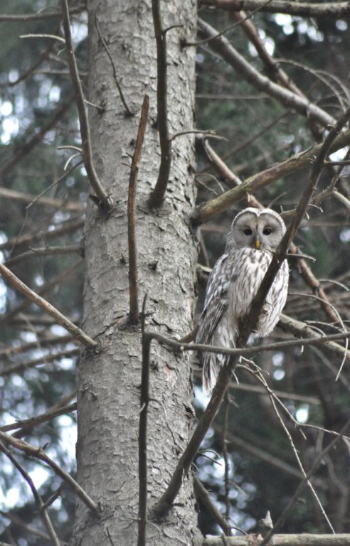 Strix uralensis, Männchen