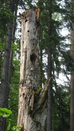 Der Erhalt und die Förderung älterer morscher Bäume nützt dem Habichtskauz