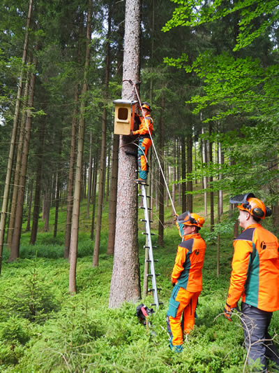 Nistkästen für die Habichtskäuze werden im Wald aufgehängt