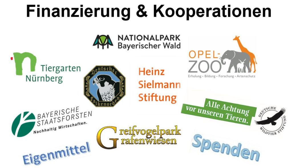Finanzierung & Kooperationen für das VLAB-Projekt zur Wiederansiedlung des Habichtskauzes
