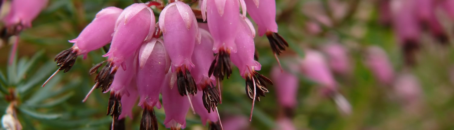 Die Schneeheide (Erica carnea)